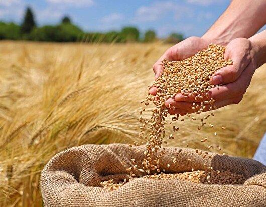 پایان اپیدمی در مزارع با بذر‌های اصلاح‌شده و مقاوم