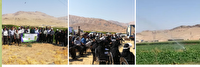 آشنایی کشاورزان کیار با مراحل زراعت چغندرقند در روز مزرعه