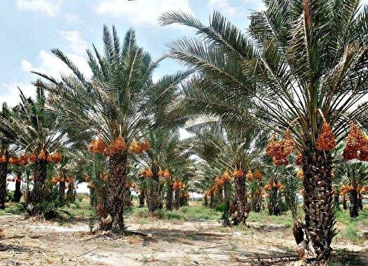 خوزستان دومین استان تولیدکننده خرما در کشور