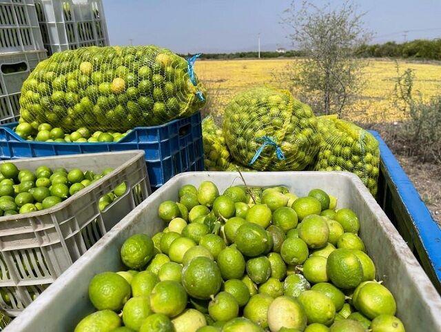 سومین جشنواره ملی لیمو و اولین جشنواره ملی خرما در دهبارز برگزار می شود