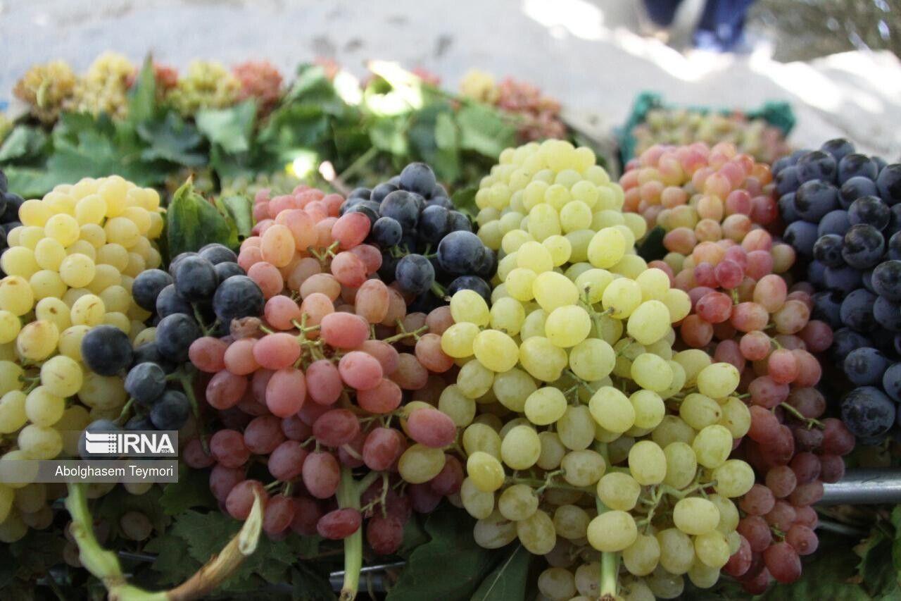 برداشت انگور در آذربایجان‌غربی آغاز شد
