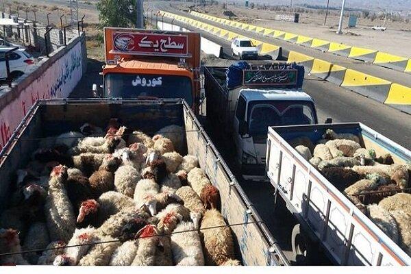 ناکامی قاچاقچیان احشام در بندرعباس