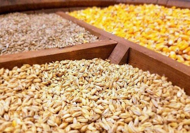 توزیع بیش از ۲ هزار تن نهاده دامی بین دامداران کاشمر