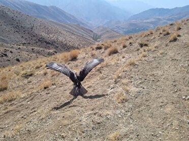 ۹ پرنده وحشی پس از تیمار به آغوش طبیعت بازگشتند