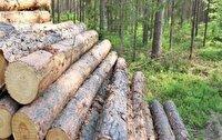 کشف ۱۰ تُن چوب تاغ جنگلی در بجنورد