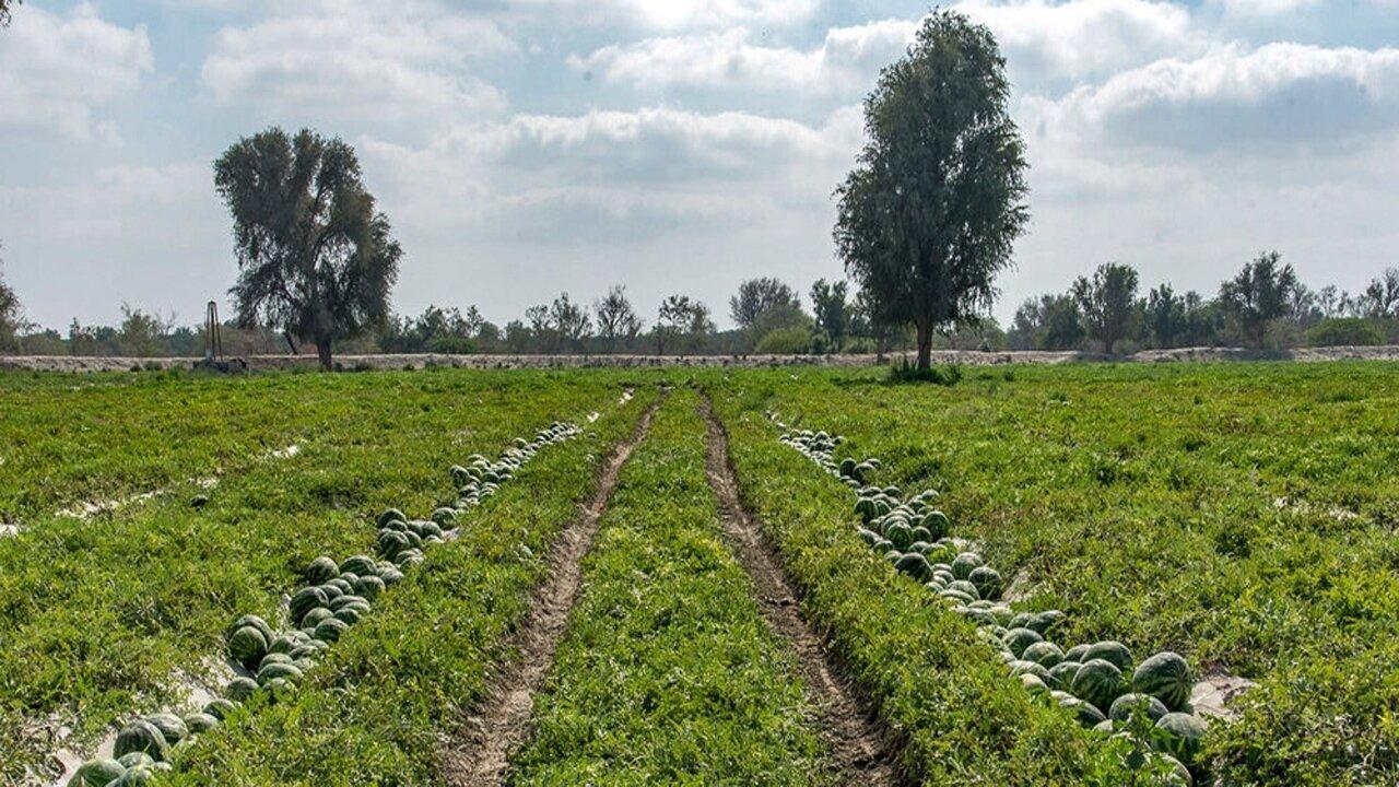 کشت هندوانه پاییزه در جاسک