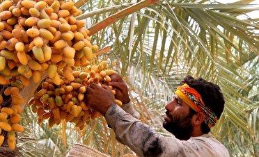 برداشت ۸۵ هزار تن خارک، رطب و خرما از نخیلات خوزستان