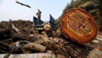 توقیف ۲ خودروی حامل چوب قاچاق در بوکان