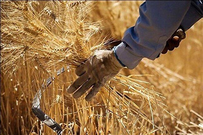 سرنوشت واردات گندم در انتظار تصمیم شورای قیمت گذاری/ معادلات کشاورزی تحت تاثیر قیمت عادلانه گندم
