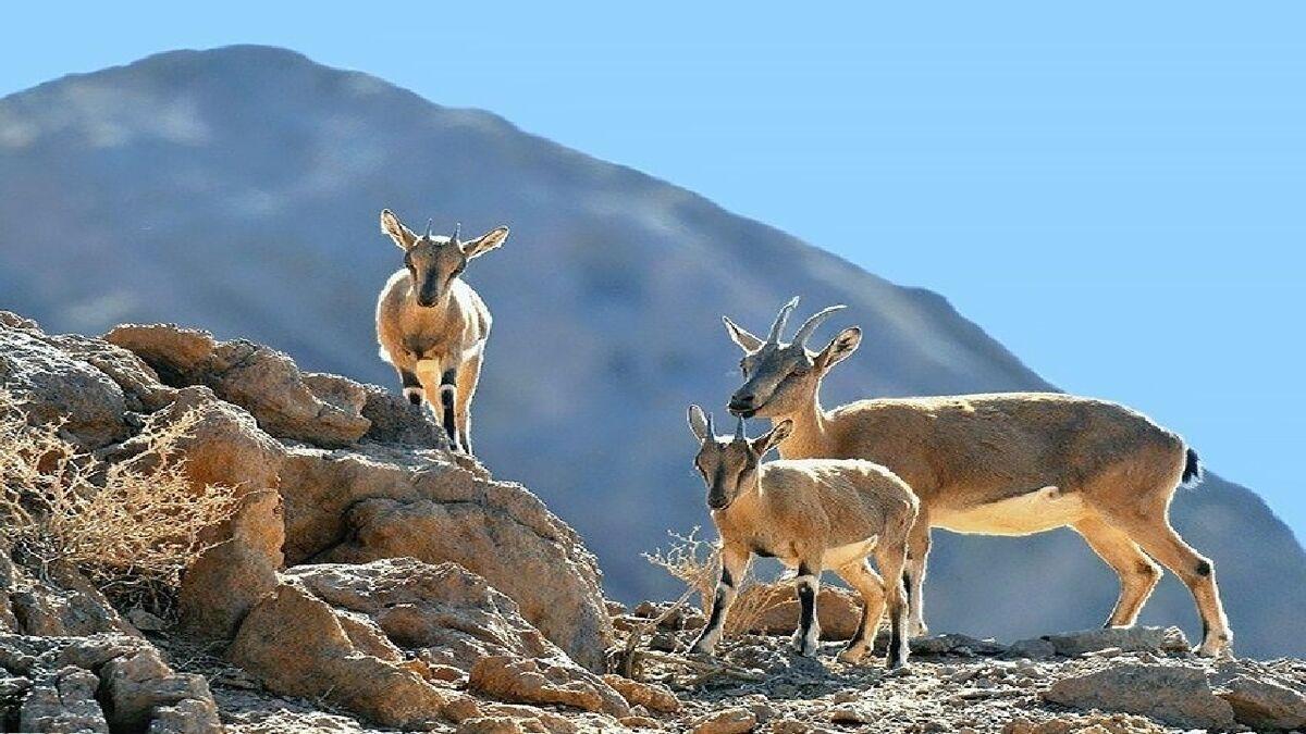 آغاز سرشماری تابستانه گونه‌های شاخص حیات‌وحش در چهارمحال و بختیاری