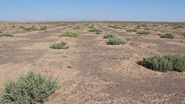 لزوم احیای پوشش گیاهی در مناطق بیابانی گلستان برای مقابله با ریزکردها