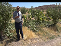سرمایه گذاری در حوزه کشاورزی در روستای سنگ آباد کوثر
