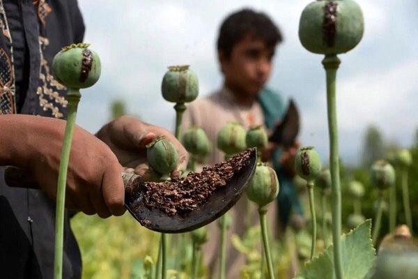 فروش خشخاش در عطاری‌ها قانونی است؟