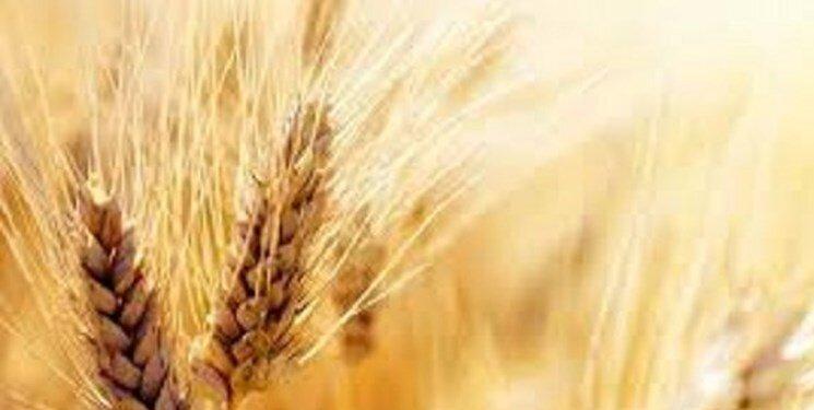 قیمت واقعی گندم اعلام شد/ عسکری: قیمت گندم نباید کمتر از این عدد باشد