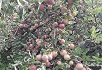 وقتی افغانستان و ترکیه "صادرات سیب ایران" را زمین‌گیر کردند/ باغداران در بن‌بست اقتصادی!