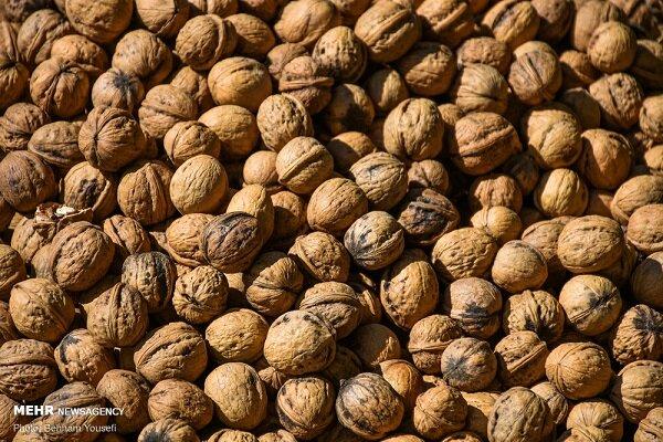 برداشت نوبرانه گردو از باغات شهرستان املش آغاز شد