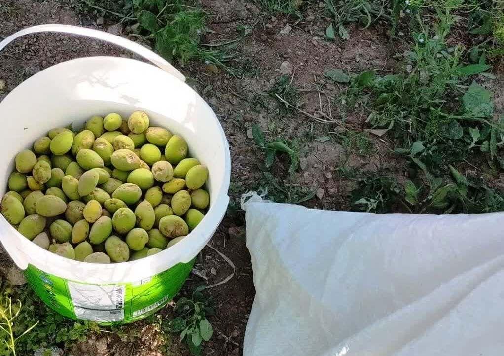 سرما تولیدات باغی کوهسرخ خراسان رضوی را نصف کرد