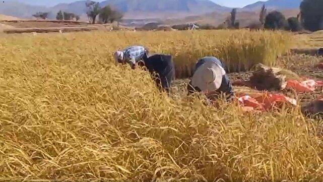 آغاز بررداشت برنج از مزارع اردل + فیلم