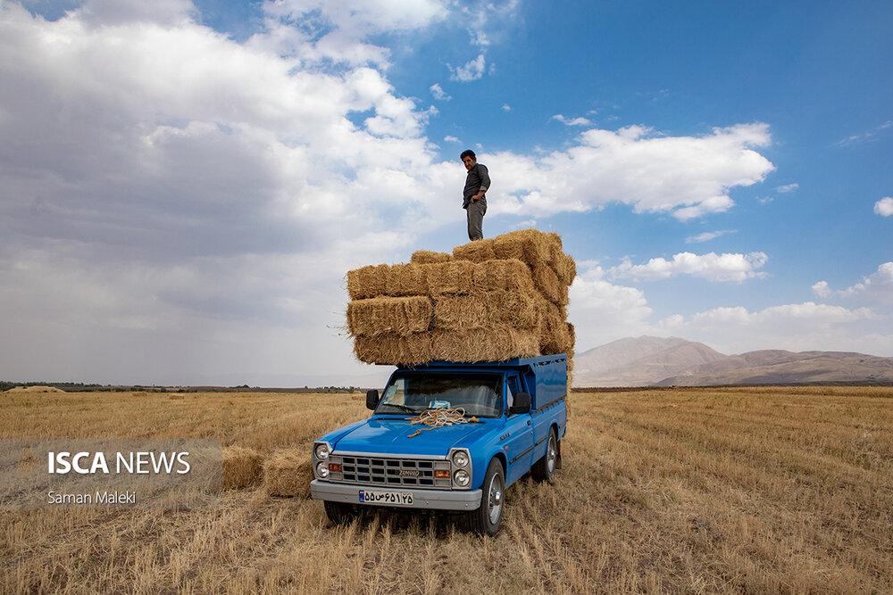 نرخ پیشنهادی گندم اعلام شد