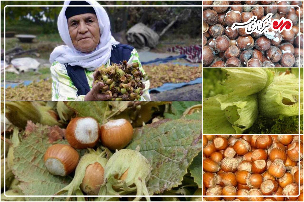 چالش‌های فندق کاران اشکورات؛ از کاهش تولید تا جولان دلالان در بازار