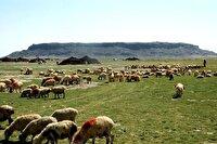 عشایر کلیبر به کوچ فوری و انتقال دام‌ها اقدام کنند