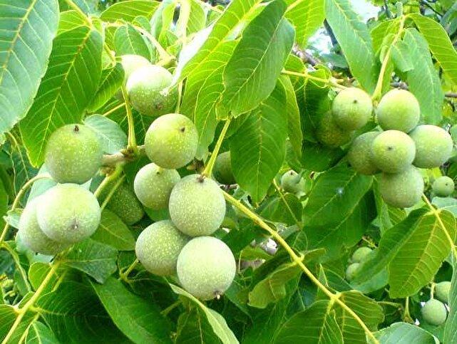 چالش‌های تولید گردو آفت سفره کشاورزان