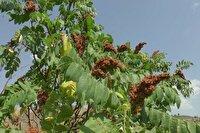 سردشت، قطب تولید سماق درآذربایجان‌غربی