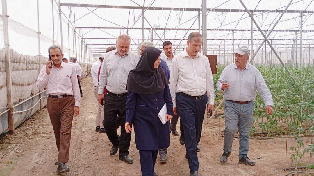 آیین شکرانه اولین برداشت محصول گردوی گرمسیری پکان در حاجی آباد برگزار شد