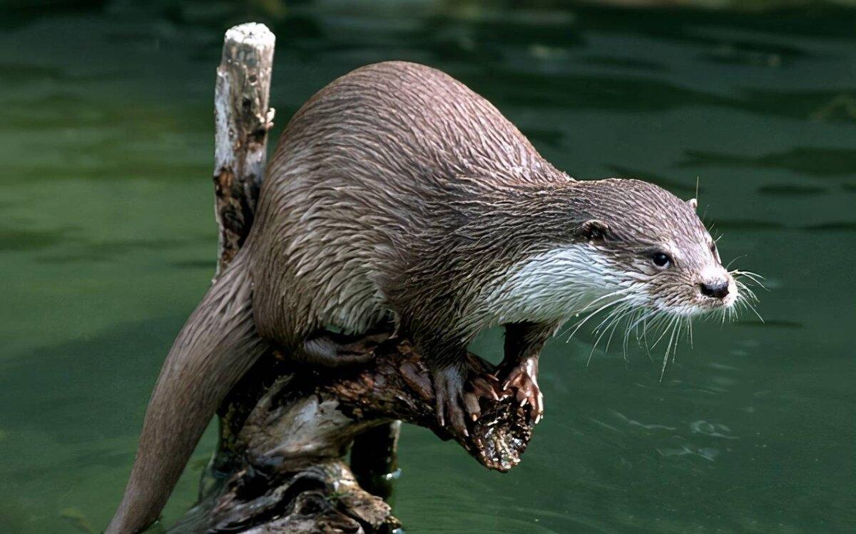 سمورهای آبی ماکسویل به سواحل خوزستان رسیدند + ویدئو