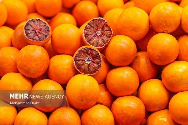 یکتاپور: ۳۶ هزار هکتار از باغات هرمزگان زیر کشت مرکبات است