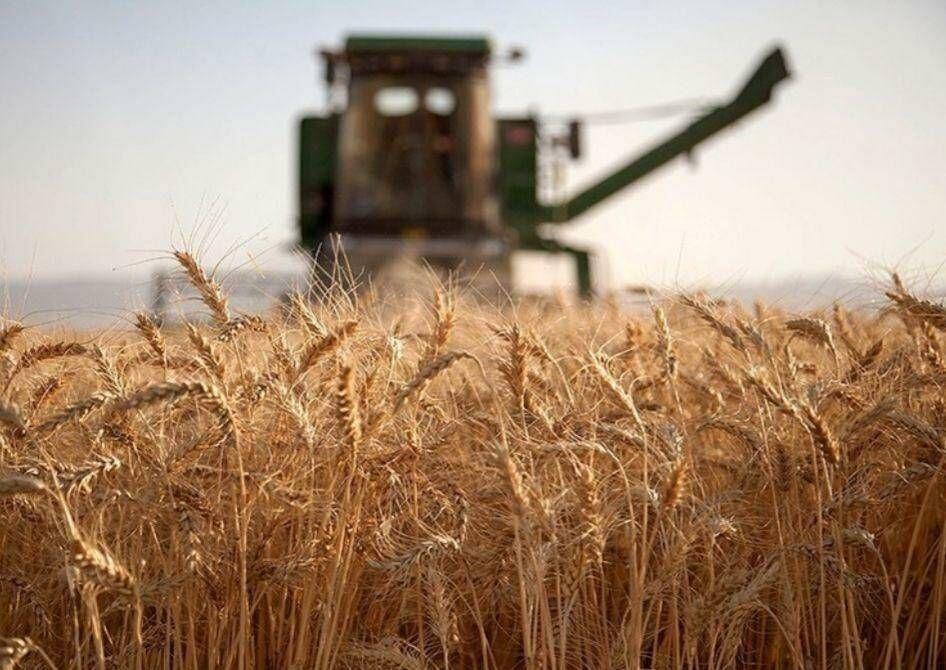 اجرای الگوی کشت در خراسان رضوی؛ هدف‌گذاری جهش تولید غلات  