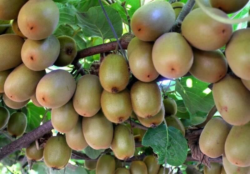صادرات کیوی از ۷ مهر آزاد می‌شود