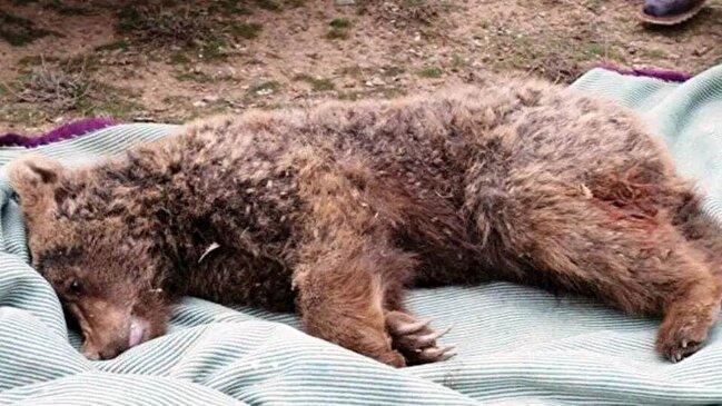 تلف شدن ۲ قلاده خرس قهوه‌ای بر اثر اصابت گلوله در آمل