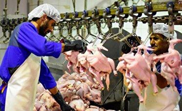 تشدید نظارت بر فعالیت کشتارگاه‌های طیور زنجان