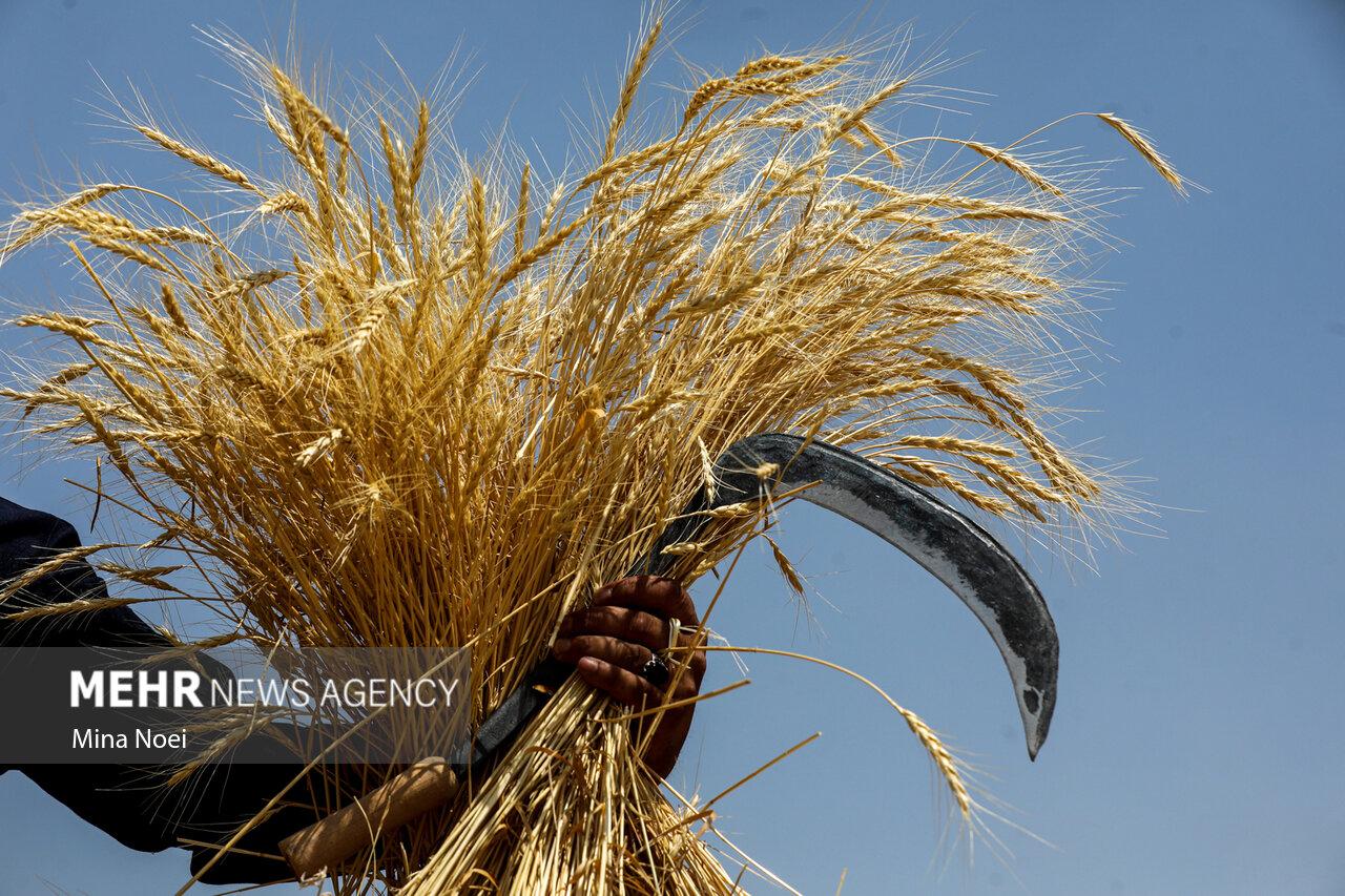 سال زراعی سخت برای لرستان؛ خسارت ۱۰ همتی به بخش کشاورزی