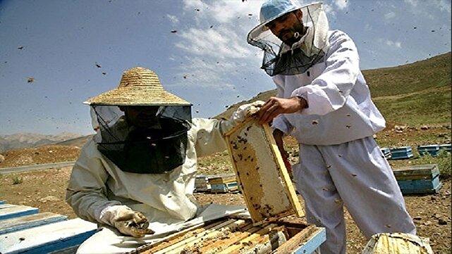 سرشماری زنبورستان‌ها در سربیشه آغاز می‌شود