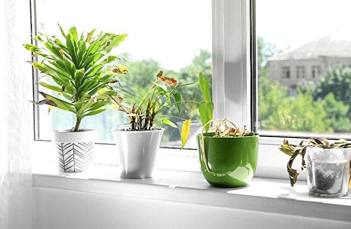 دلایل اصلی پژمرده شدن گیاهان آپارتمانی و روش‌های درمان آن