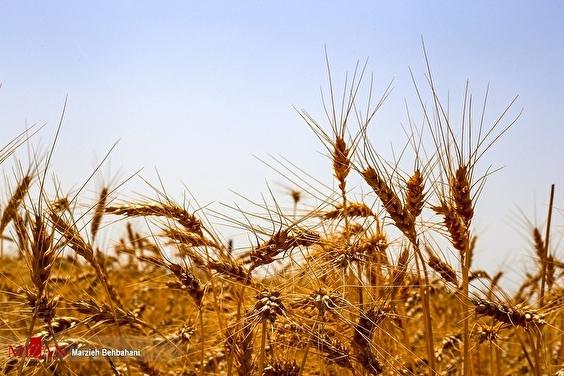 اختلاف بر سر نرخ خرید تضمینی گندم/ مدیر عامل بنیاد ملی گندم‌کاران: تعیین نرخ غیرواقعی، انگیزه تولید را از بین می‌برد