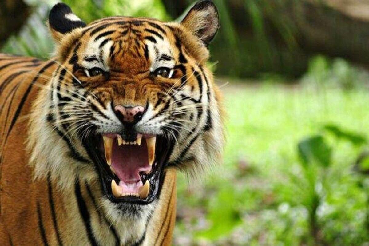 ببینید | حمله وحشتناک یک ببر در باغ‌وحش
