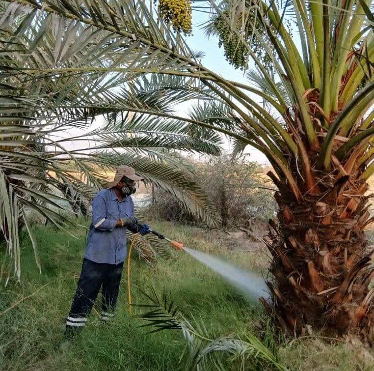 پایش و کنترل آفات در نخلستان‌های هرمزگان
