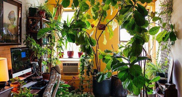 نکات کاربردی برای نگهداری گیاهان آپارتمانی در پاییز
