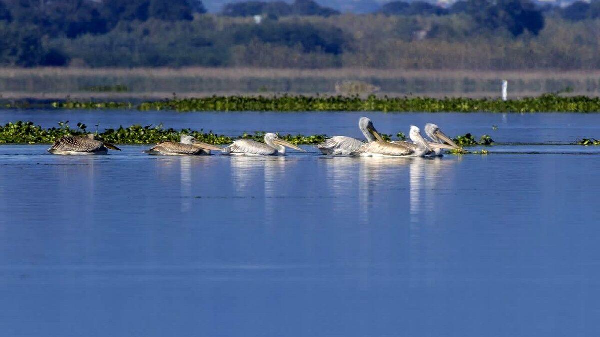 فرود نخستین گروه پرندگان مهاجر در تالاب‌های مازندران