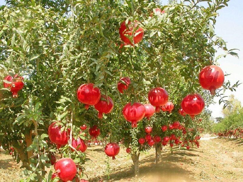 حدود ۶ هزار تن انار در سیستان و بلوچستان برداشت شد