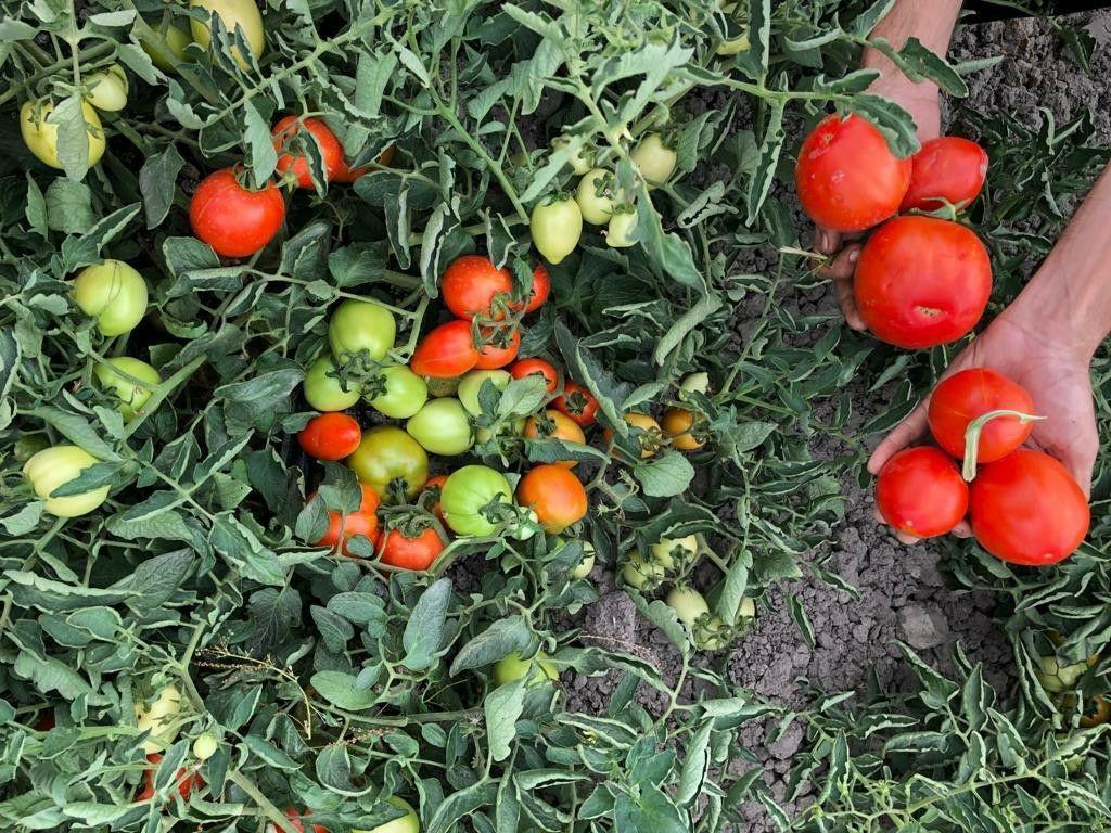 پرداخت کامل بهای گوجه فرنگی کشاورزان گلستان