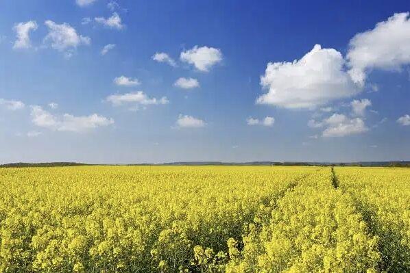 وجوه خرید تضمینی محصول کلزای کشاورزان گلستانی پرداخت شد