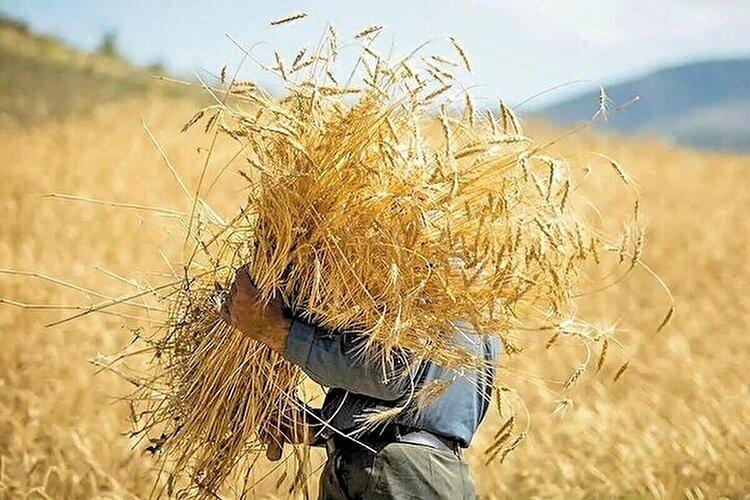 زمزمه‌های گرانی نان دوباره جان گرفت/ چه کسانی باعث گرانی جو شدند؟