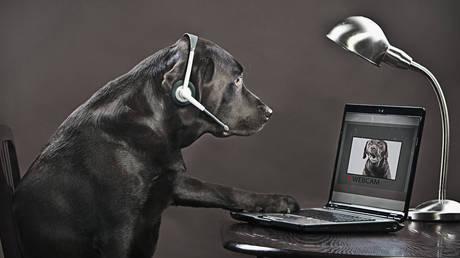 Scientists working on ‘animal internet’