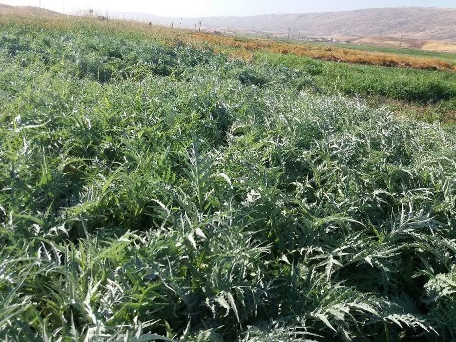محدودیت تامین خوراک دام با استفاده از سیلاژ کنگر فرنگی برطرف می شود