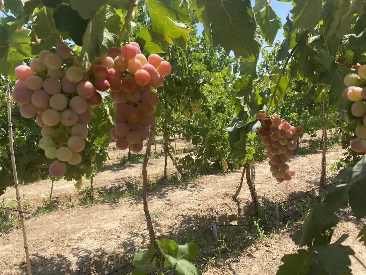 یاسوکند میزبان پنجمین جشنواره انگور می‌شود