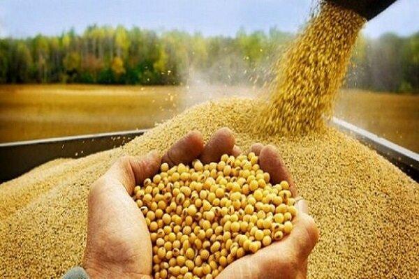 ذخایر نهاده‌های دامی کشور در وضعیت مطلوب و جای نگرانی نیست